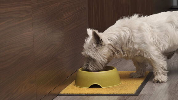 Deve ou não ajustar a alimentação do seu animal no inverno? Nós ajudamos