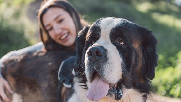 É fã de cães grandes? Conheça 5 das maiores raças do Mundo