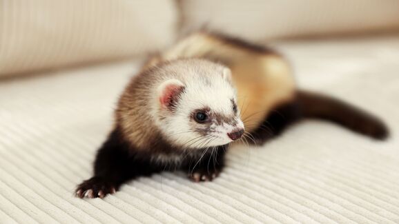 Gostava de ter um furão? Eis o que deve saber antes de adotar este pequeno tornado de quatro patas