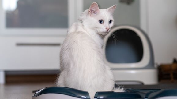 Higiene felina. Como escolher a caixa de areia ideal para o seu gato