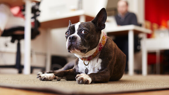 Não é imaginação sua! Os cães podem mesmo compreender as nossas conversas