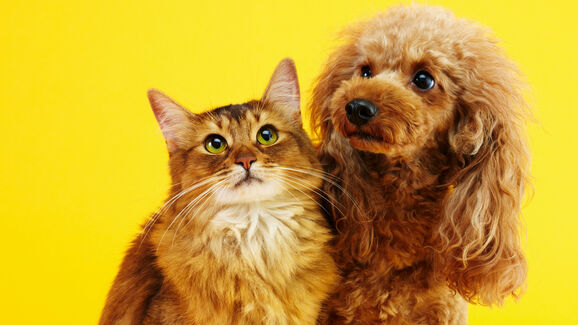 Suplementos, snacks e higiene oral. O que está a mudar nas escolhas dos tutores?