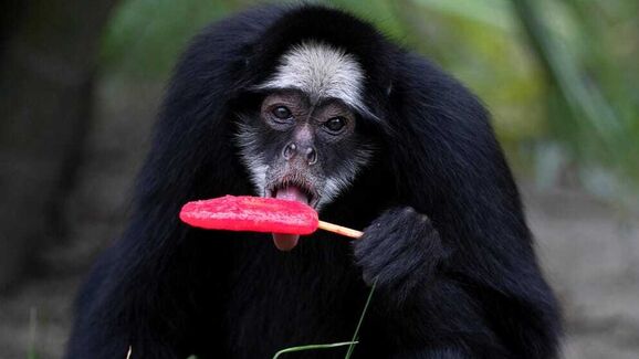 Animais do BioParque recebem gelados de carne e fruta, para aguentar onda de calor no Rio de Janeiro