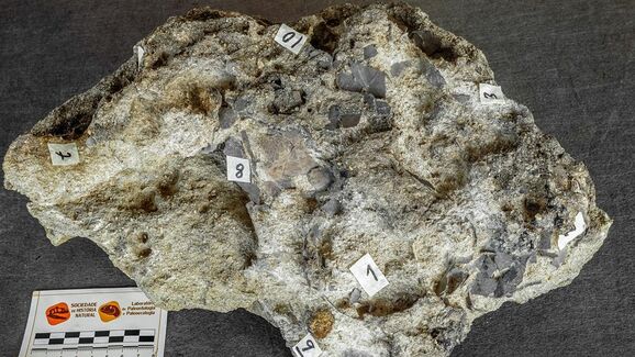 Torres Vedras volta ao Período Jurássico! Foi encontrado um ninho de dinossauros com 150 milhões de anos
