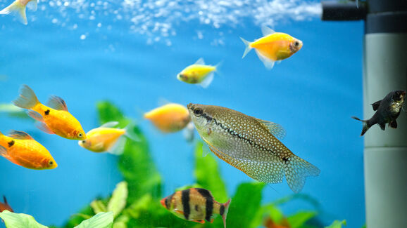 Há uma fêmea grávida no seu aquário? Saiba porque é importante isolá-la durante este período 