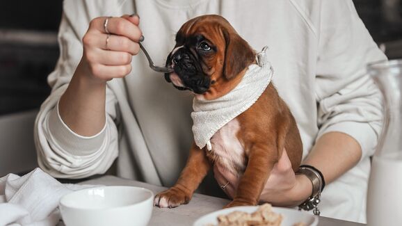 Refeições mais calmas, cães mais saudáveis. Conheça os riscos de comer demasiado rápido