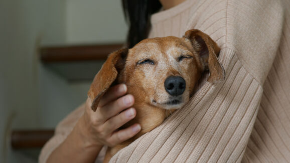 1em cada 5 adultos sofre mais com a morte do animal de estimação do que com a de uma pessoa, indica novo estudo