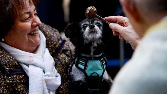 Animais abençoados. Madrid volta a benzer animais de companhia no Dia de São Antão