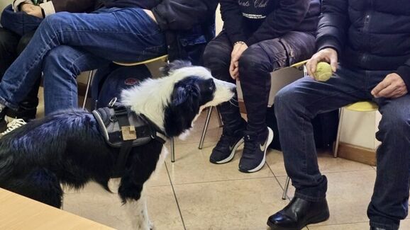 Cáritas de Braga lança projeto-piloto com cães para apoiar vítimas de violência doméstica