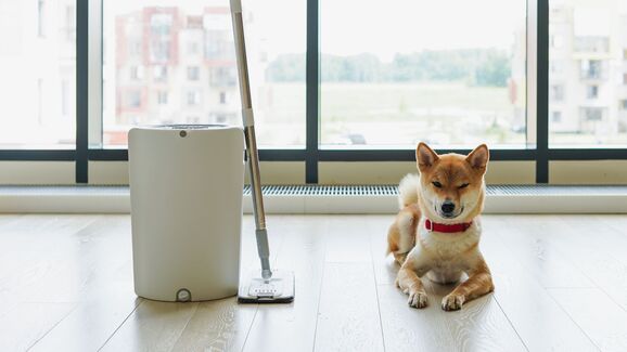 Quer manter a casa limpa e cheirosa, sem deixar o patudo doente? Este artigo é para si!