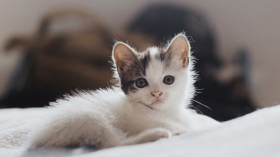 Há um novo gato na família? Saiba como apresentá-lo aos 