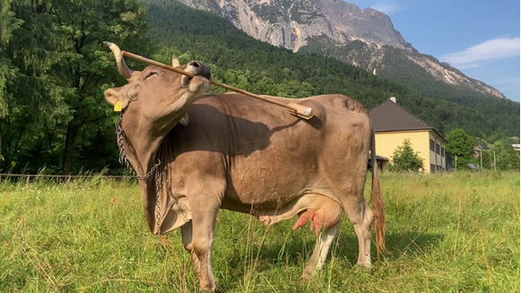 Um caso de estudo! Veronika pegou numa vassoura para se coçar e tornou-se um fenómeno científico