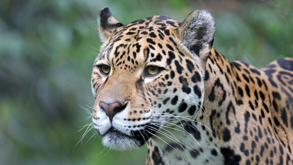 Afinal os jaguares também miam. E o som foi agora captado pela primeira vez