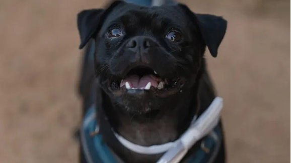  Mo Bamba, o primeiro mayor canino de Austin, Texas.
