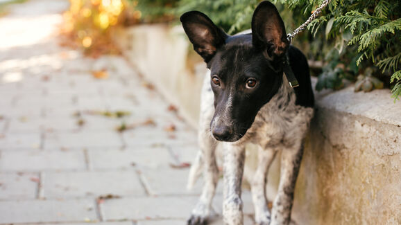 Encontrou um cão perdido à porta de casa? Saiba o que fazer (e o que não fazer)