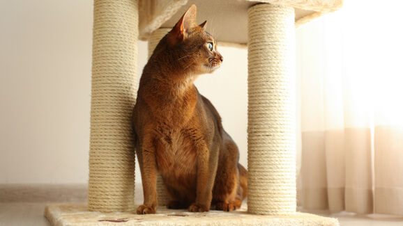 Um arranhador é muito mais do que um simples acessório para o seu gato. Nós explicamos porquê