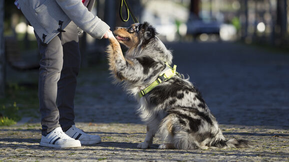 Treinos com recompensas! Mantenha os petiscos frescos durante o treino do seu cão
