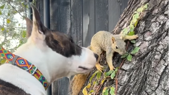 Millie e Esquilo: conheça estes dois amigos de espécies diferentes, que se tornaram inseparáveis