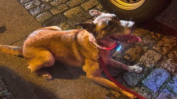 Heroína de quatro patas! Esta é a Bonny, a cadela dos Bombeiros de Famalicão que encontrou  uma criança desaparecida