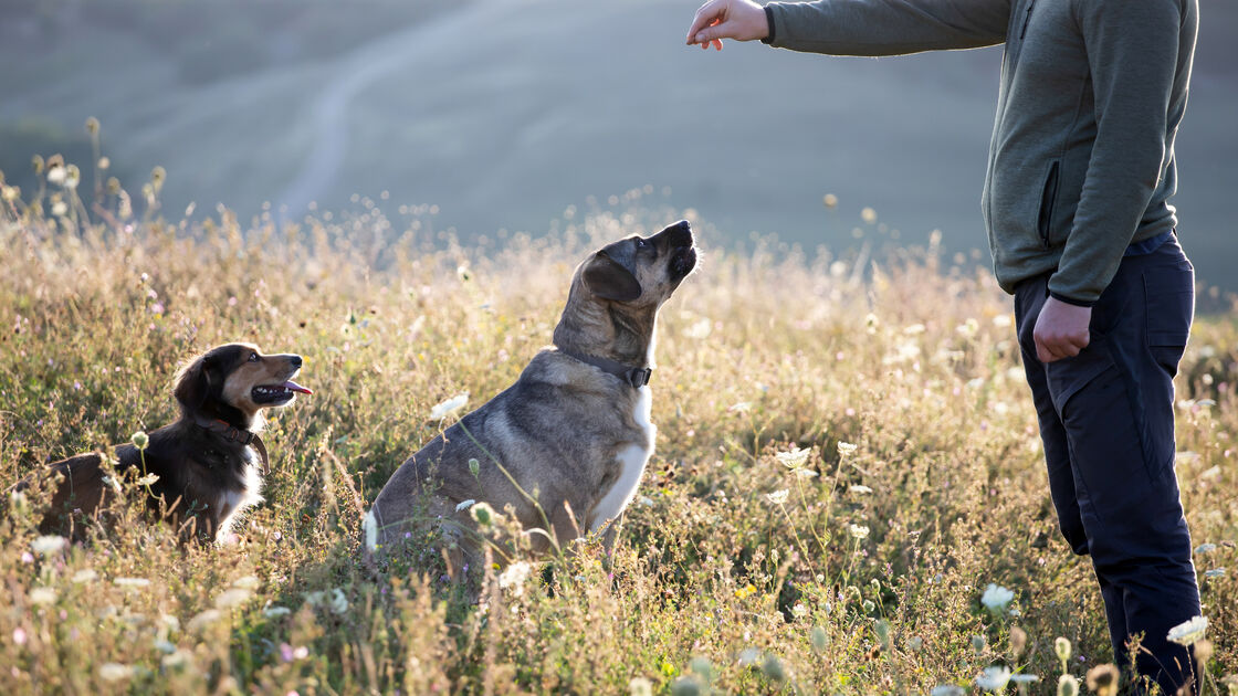 Afinal, quem manda aqui? Saiba como é que os cães escolhem o 