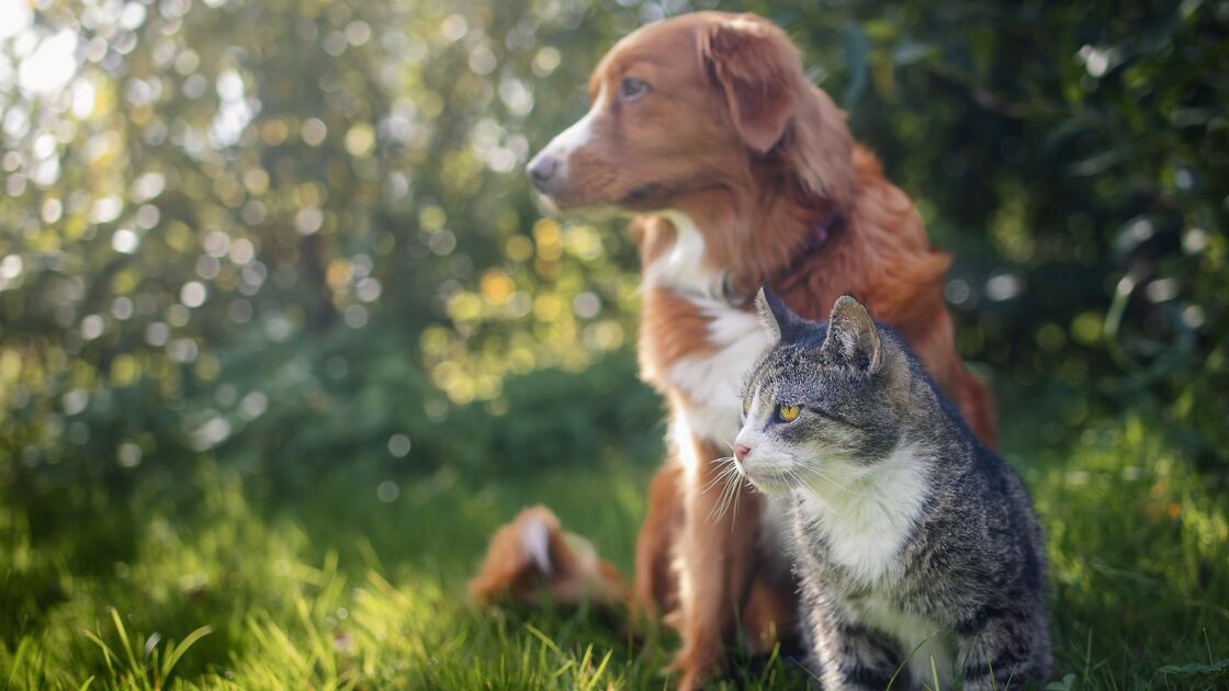 Quando o tempo piora, os nossos pets também precisam de cuidados! Saiba como protegê-los das tempestades