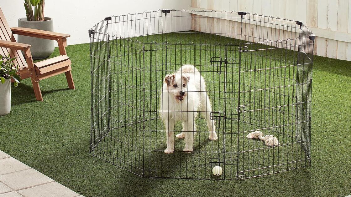 Um cão branco num cercado metálico num jardim com relva