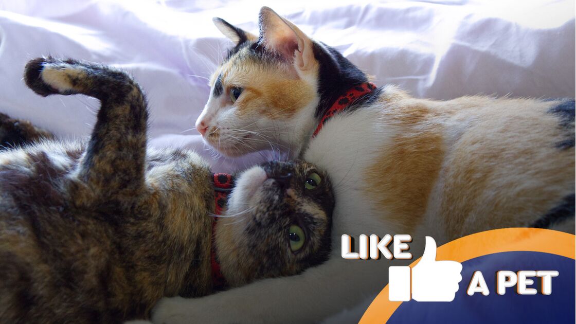 Bigodes, sustos e muita animação! Os gatos chegaram para animar o seu dia