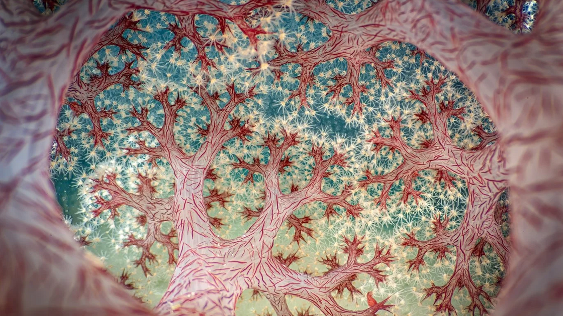 Vencedor Global: Ross Gudgeon com 