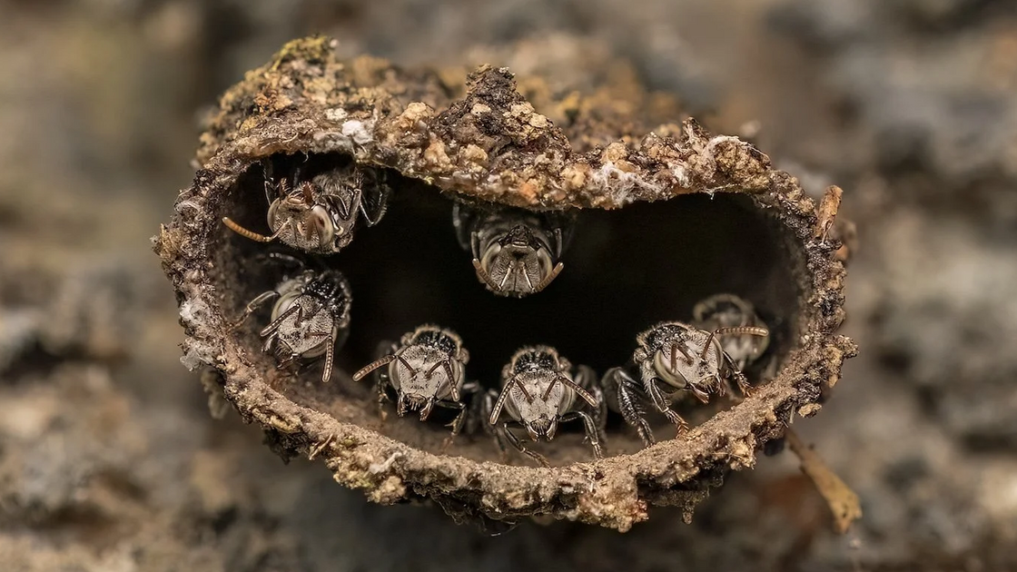 Jovem Fotógrafo: Rithved Girish com 