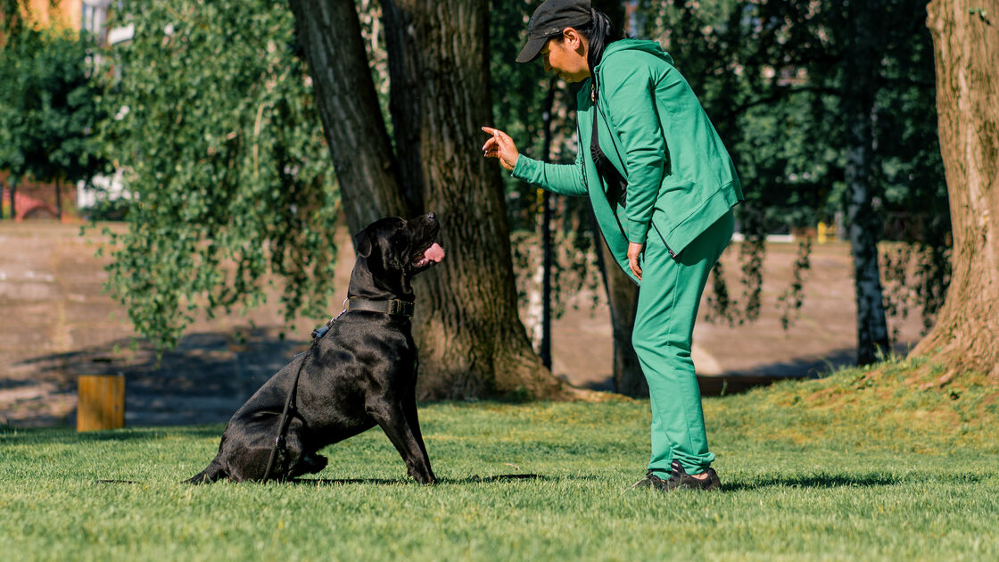Entre latidos e puxões, como pode saber se o seu cão precisa de ajuda profissional? Nós ajudamos