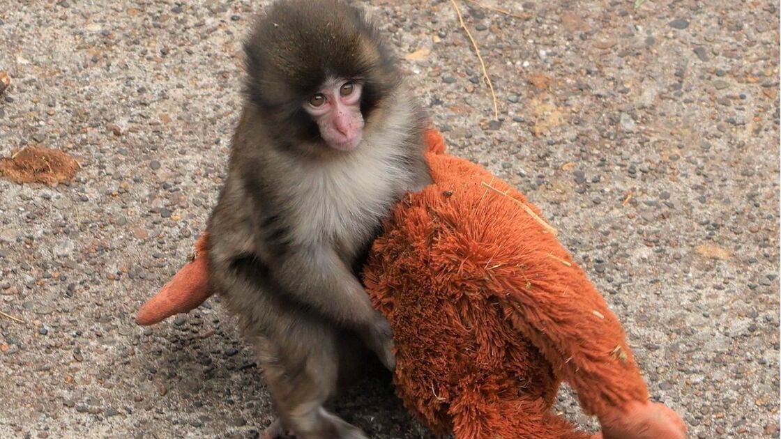 Punch, o pequeno macaco órfão que está a derreter corações ao não largar a sua 