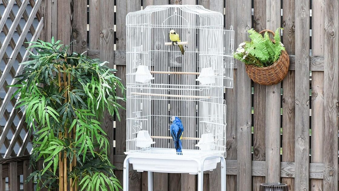 Dicas para escolher a gaiola certa: tamanho, acessibilidade, limpeza e mobilidade