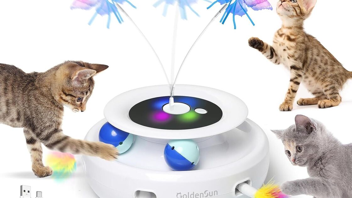 Gatos brincam com brinquedo interativo