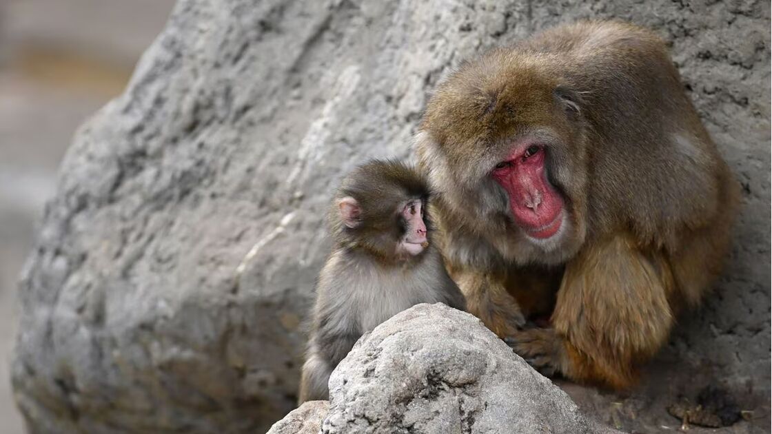 Finalmente! O pequeno Punch recebeu o seu primeiro abraço