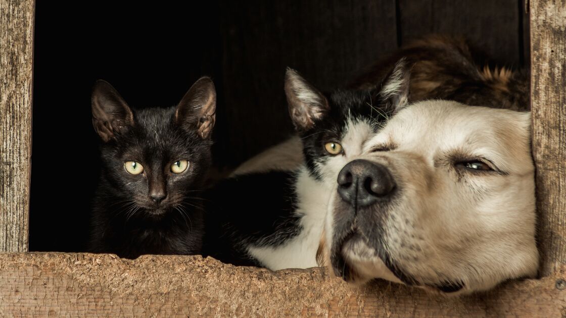 Depois da tempestade Kristin, associações de proteção animal vão receber apoio do Estado