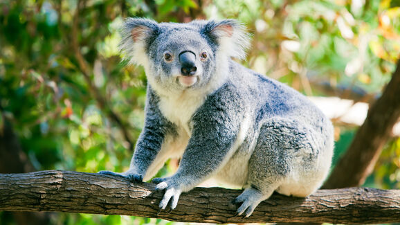 Koalas, um passeio noturno e jantar a dois. Assim será o Dia dos Namorados no Jardim Zoológico de Lisboa