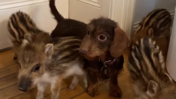 De órfãos na floresta a estrelas do Instagram. Conheça a cadela Nala e os seus cinco javalis