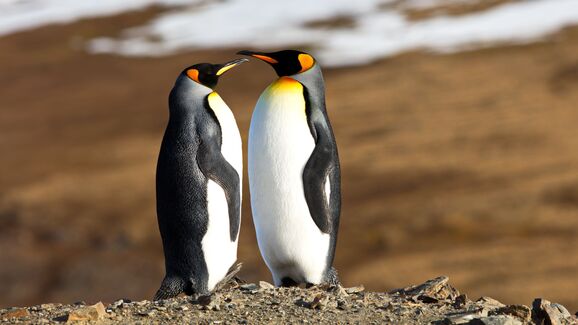 Quem disse que o romance é só para humanos? Estes cinco animais acasalam para a vida