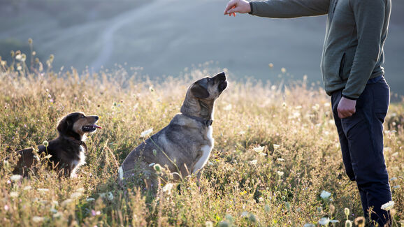Afinal, quem manda aqui? Saiba como é que os cães escolhem o 