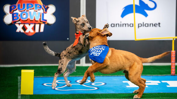 + info da área O 'Puppy Bowl' está de volta! E quer mostrar a importância da adoção de cães séniores e com necessidades especiais