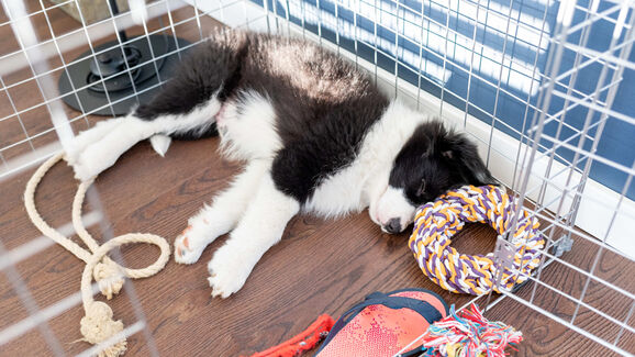 Há um novo patudo na sua vida? Estas grades vão ajudar no treino e bem-estar do seu cachorrinho