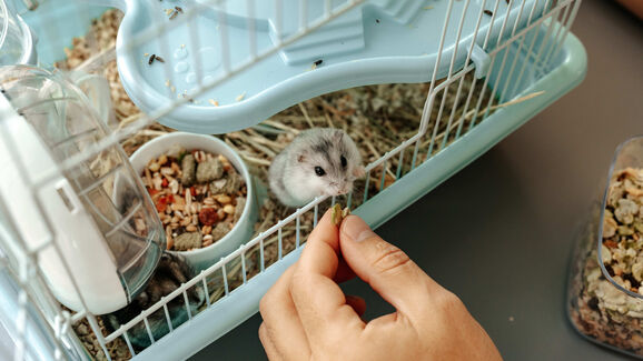 Não sabe como escolher o comedouro e bebedouro ideais para o seu hamster? Nós ajudamos