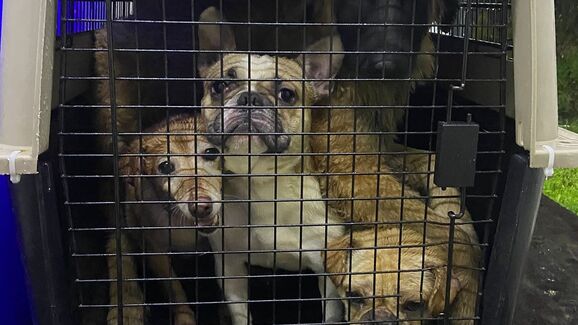 Arruda dos Vinhos: Bombeiros e IRA resgatam 29 animais após deslizamentos de terras