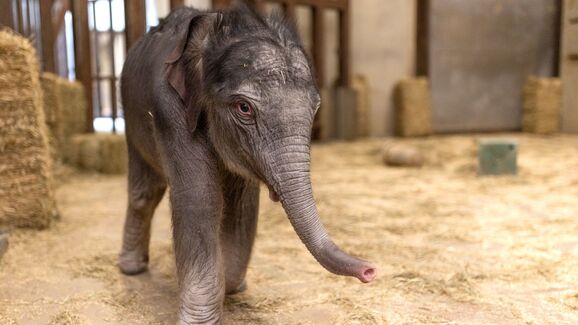 Momento histórico! Nasceu um elefante asiático no Zoo de Washington, pela primeira vez em quase 25 anos
