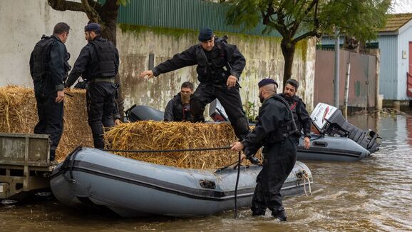 Marinha e bombeiros alimentam animais isolados no Tejo, em Salvaterra de Magos