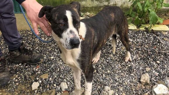 Perdeu o seu melhor amigo durante as tempestades em Leiria? Este projeto quer ajudar