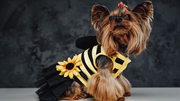 O Carnaval também é dos nossos amigos de quatro patas. O Carnacão está de volta ao UBBO