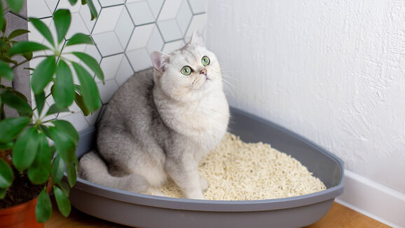 À procura da areia certa para o WC do felino? Temos uma sugestão