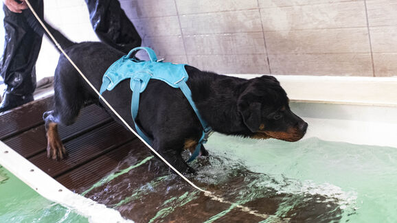 Patinhas em movimento. Conheça os benefícios da fisioterapia para cães e gatos