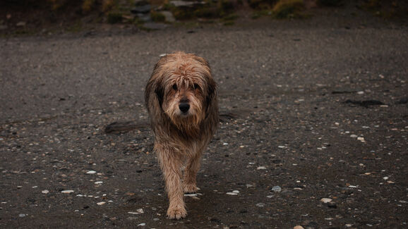 SOS Animal e ANIMAL exigem reunião urgente ao Governo para proteção de animais em catástrofes